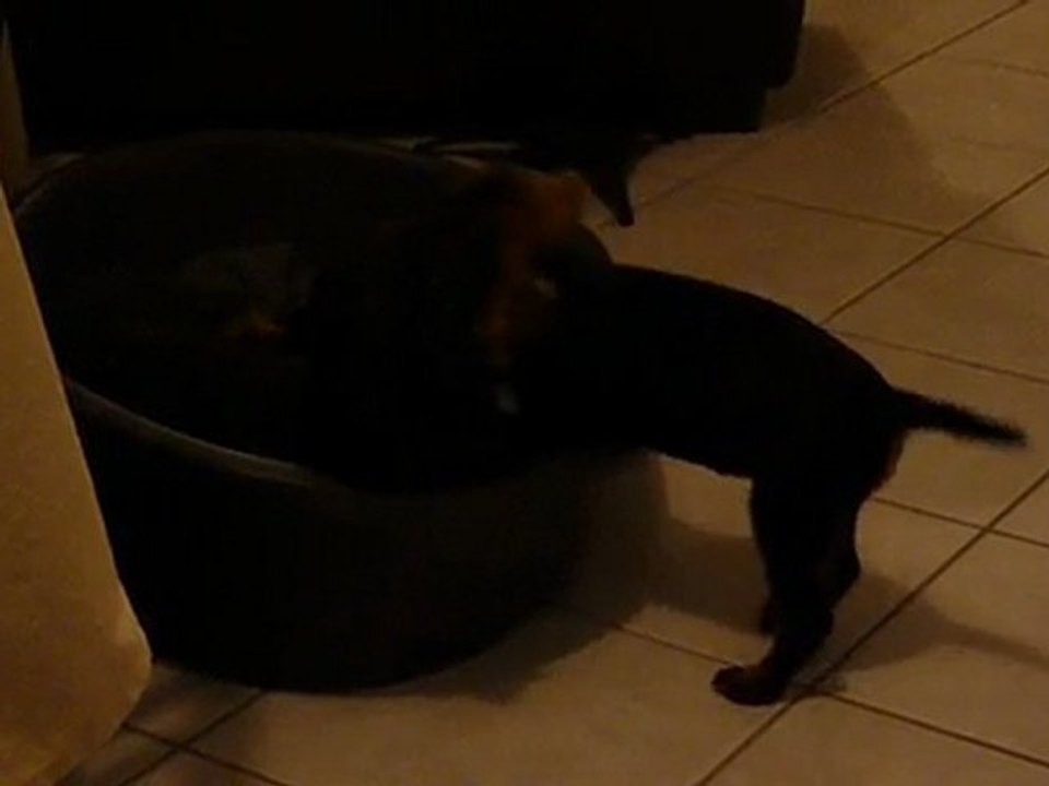 Foch & Dux  - Jagd Terrier