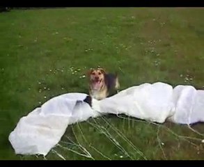 django vs kite - Accident Crash  2010 - gag