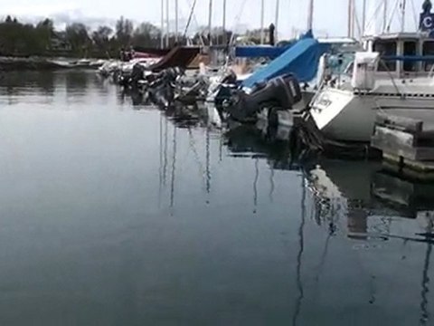 Seals in Oak Bay Marina, Victoria, BC, Canada