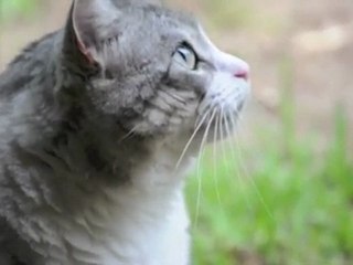 Nikon D90 Video of Zephyr (my cat) [4/25/10] - 367