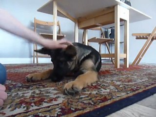 "pas toucher" avec croquettes sur les pattes ^^