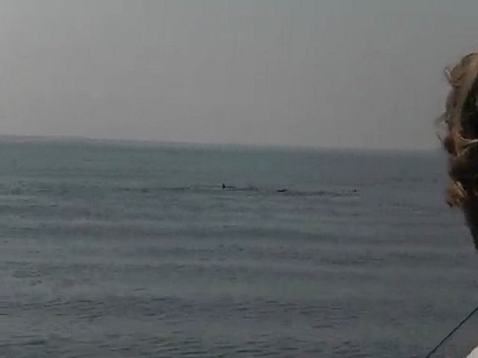 dauphins