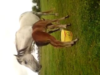 Abaca d'Ouilly a 5 jours...