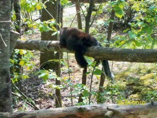 Journée à "La Vallée des Singes"