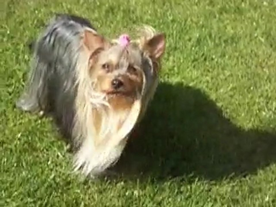 Divine Comédie , Babouchka et Amadeus