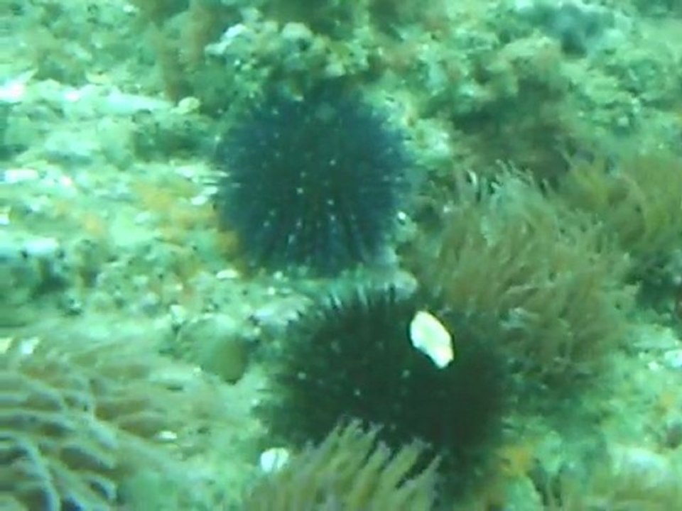 petite promenade sur un fond du site murène reef à palavas l