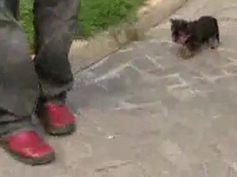 criadores Cachorros Yorkshire mini toy