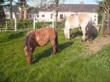 Mes poneys