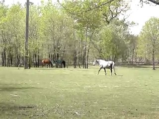 MOV05302 Intégration pré