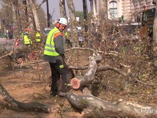 Abattage d'un platane quai du Louvre
