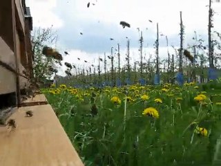 Arıcılık Modern Teknikleri_Mehmet Yüksel 26.04.2010