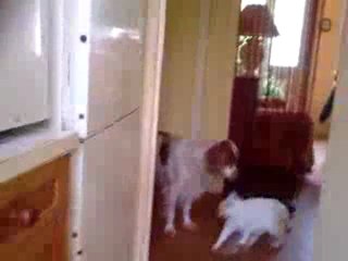 Mes animaux