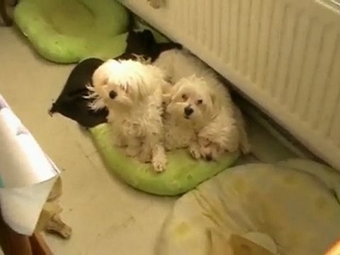 Bichons Maltais - Mes trois petits Anges