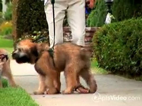 Summer Park Apartments in Buford, GA - ForRent.com