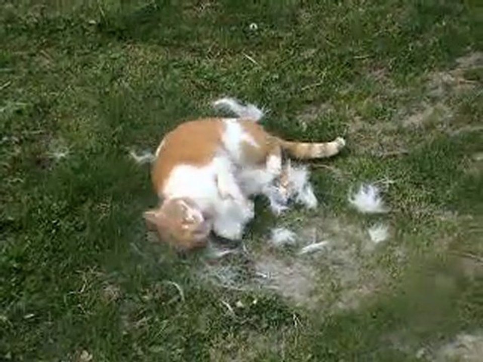 Chat