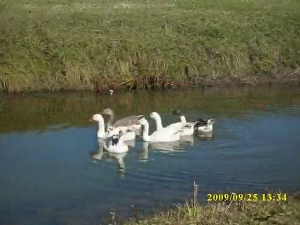 Ardahan Sugöze Köyü(Kücük Cincorop)