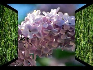 JARDIN COTE MER OU JARDIN COTE GARRIGUE