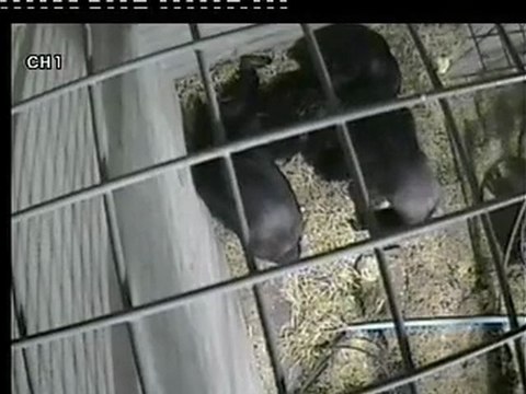 Chimps' emotional response to death caught on film