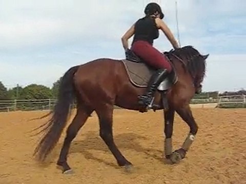 Artista, galop à gauche