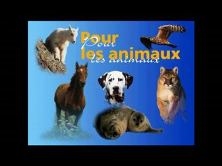 La maltraitance des animaux