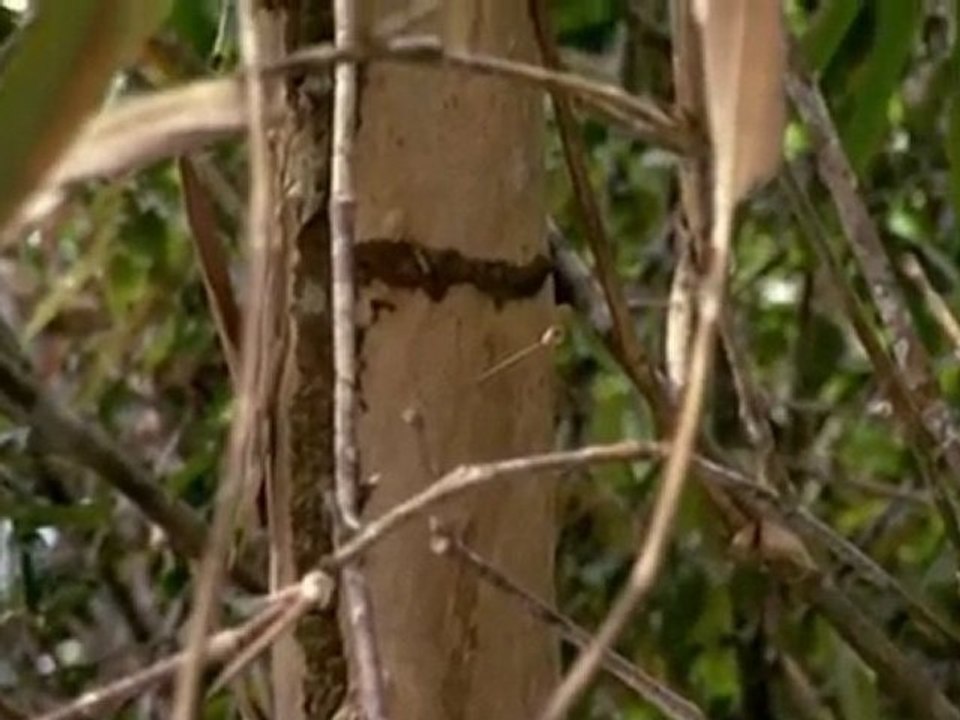 L'aventure des premiers hommes  L'Australie 2