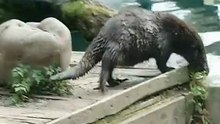 otters