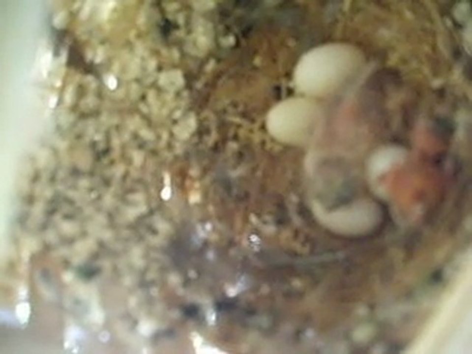 bébé mandarin 2