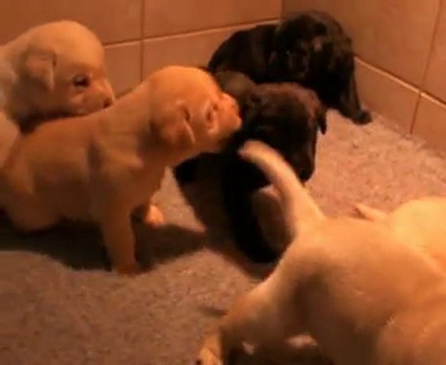 Chiots labradors 3° semaine portée Caline 2010