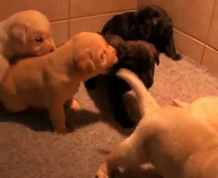 Chiots labradors 3° semaine portée Caline 2010