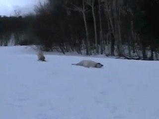videoplayback