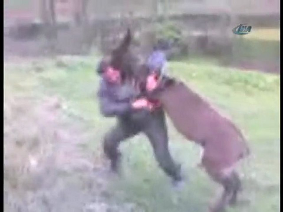 Eşekle Güreş Tutan Adam