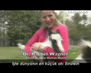 Dünyanın En Küçük Atı