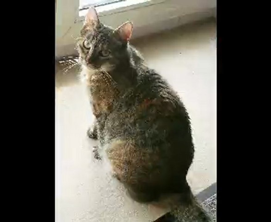 MA CHIPIE AVRIL 2010 FERRAT: "MA FRANCE"