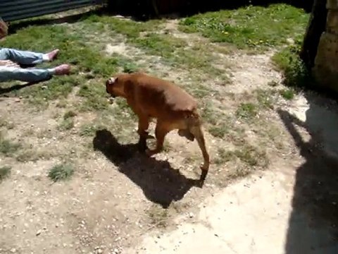 Léane joue avec ses chiots 2