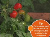 Growing your own vegetable garden