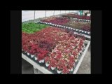 GARDEN CENTERS BUFFALO NEW YORK NY,,GARDEN, CENTERS, ...