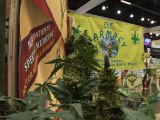 California: legalizing marijuana not just for hippies