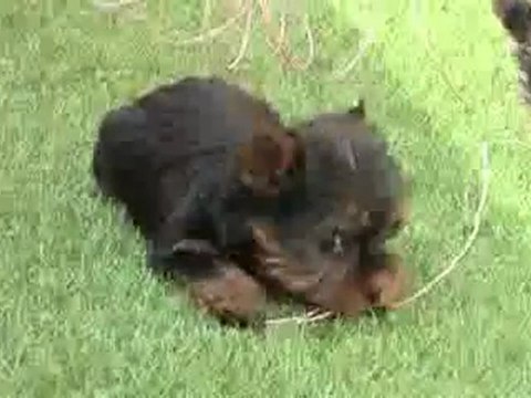 comprar cachorros Yorkshire mini Toy