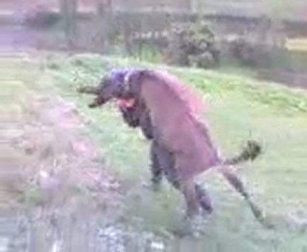 Eşşekle Güreş Tutan ADam xD akgulfm.com