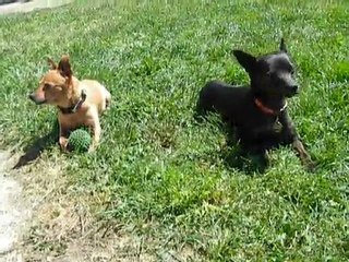 Les 2 pestouilles....