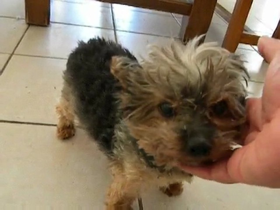 Chouchou en détresse