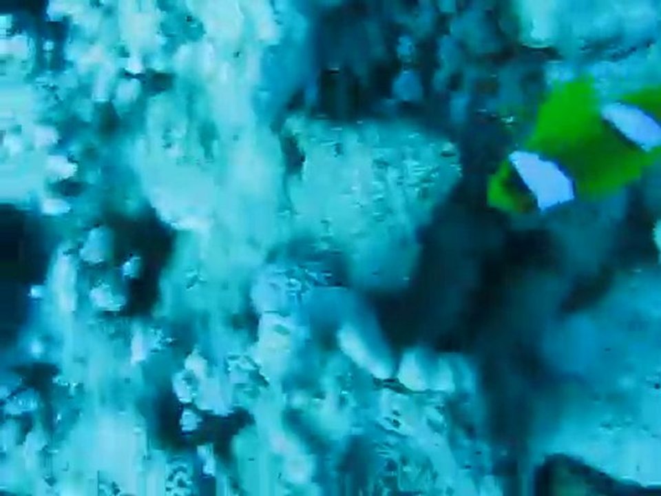 POISSON CLOWN QUI PROTEGE SON ANEMONE ET SON BEBE