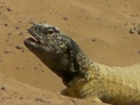 toursntrax.com dubai desert safari dubai tours