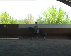 Lusitano for sale - Lusitanien à vendre