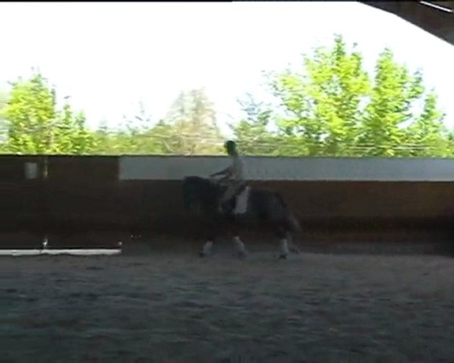 Lusitano for sale - Lusitanien à vendre