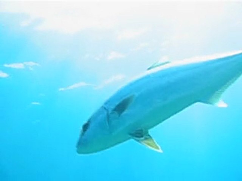 Athos Diving Center Ouranoupoli Halkidiki