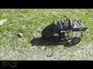 Pot-belly Pig in a Wheelchair