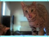Very Funny Kitties! - Animal Idol 025
