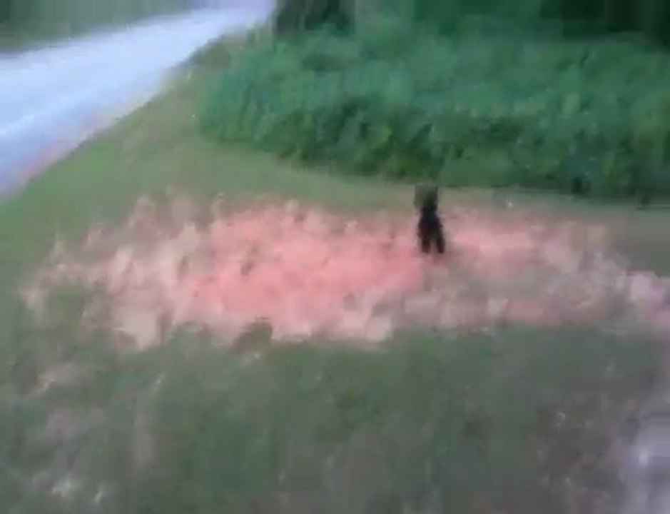 Poodle Jumping
