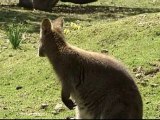 People use wallabies to mow their lawns